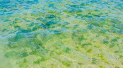 How Do You Get Rid of Dead Algae in a Pool?
