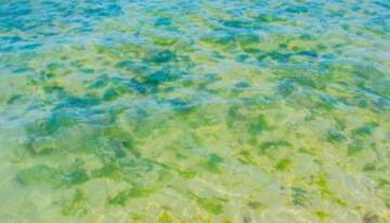 How Do You Get Rid of Dead Algae in a Pool?