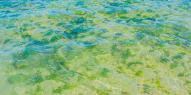 How Do You Get Rid of Dead Algae in a Pool?