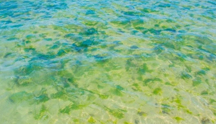 How Do You Get Rid of Dead Algae in a Pool?