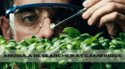 arugula researcher at cambridge