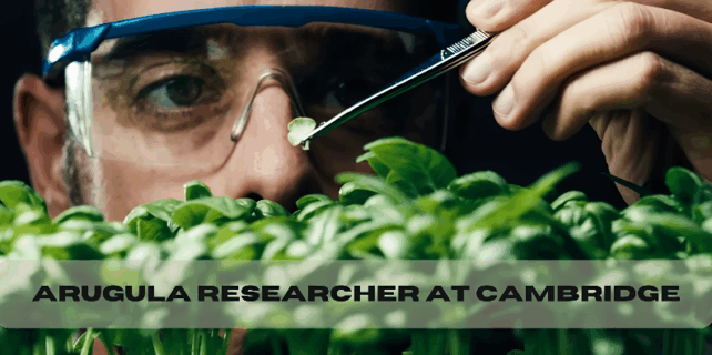 arugula researcher at cambridge